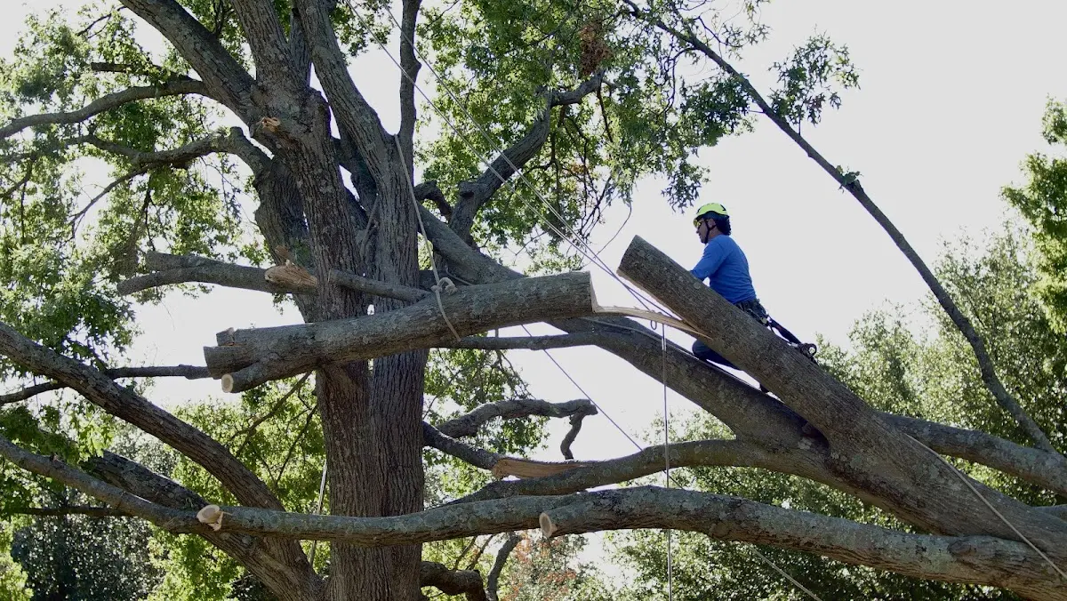 Professional Crown Thinning performed by certified arborists in Arkdale